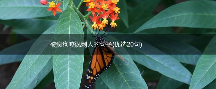 被疯狗咬讽刺人的句子(优选20句),第1张