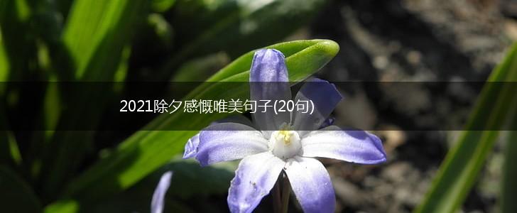 2021除夕感慨唯美句子(20句),第1张