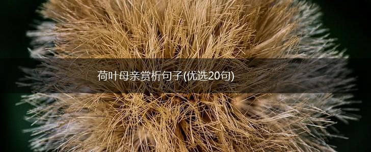 荷叶母亲赏析句子(优选20句),第1张