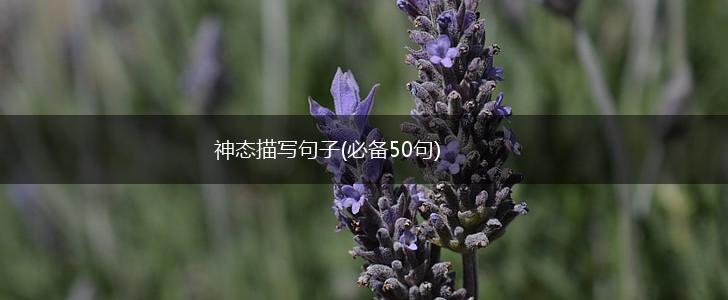 神态描写句子(必备50句),第1张