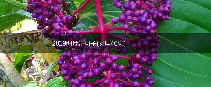 2019图片带句子(实用40句),第1张