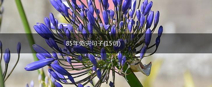 85年免灾句子(15句),第1张