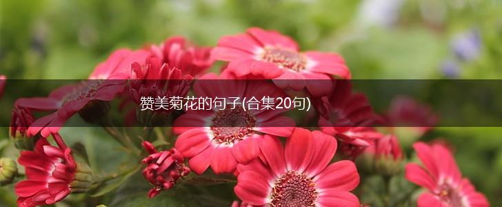 赞美菊花的句子(合集20句),第1张