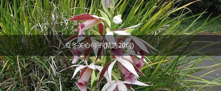 立冬关心句子(精选20句),第1张