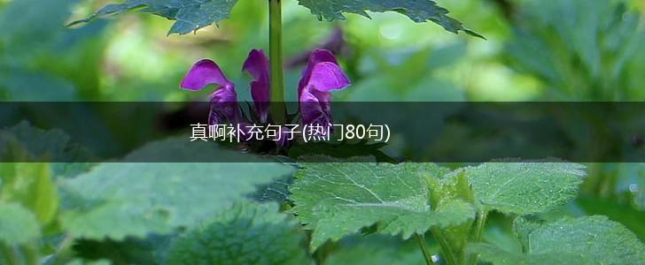真啊补充句子(热门80句),第1张