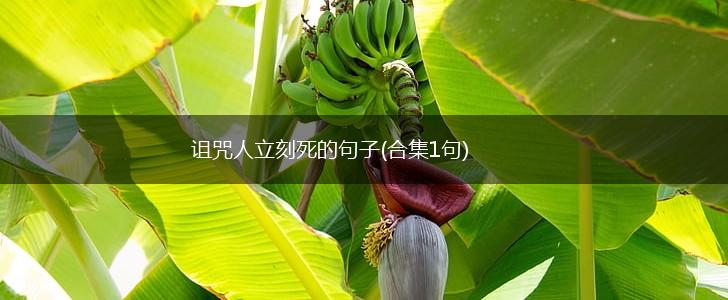 诅咒人立刻死的句子(合集1句),第1张