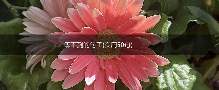 等不到的句子(实用50句),第1张