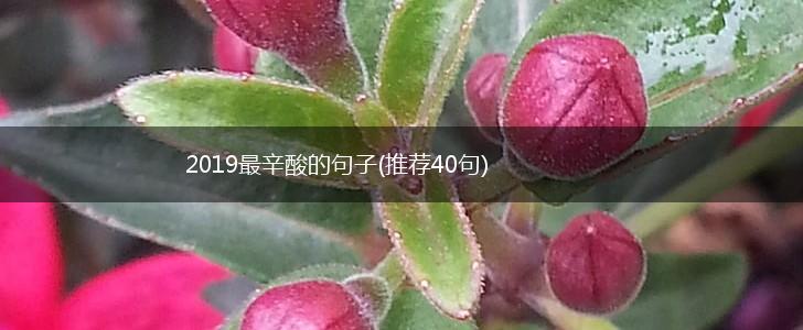 2019最辛酸的句子(推荐40句),第1张
