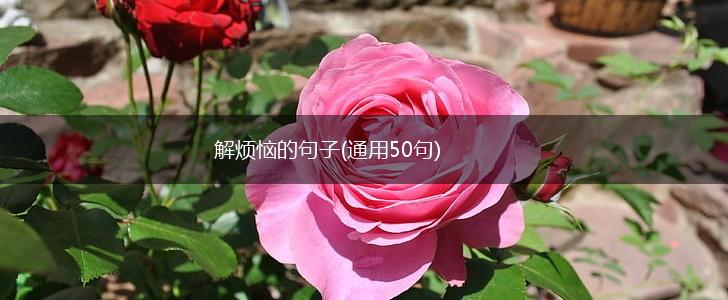 解烦恼的句子(通用50句),第1张