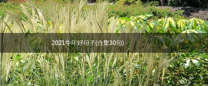 2021牛年好句子(合集30句),第1张