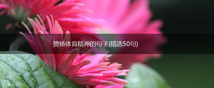 赞扬体育精神的句子(精选50句),第1张
