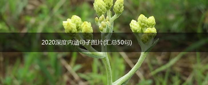 2020深度内涵句子图片(汇总50句),第1张