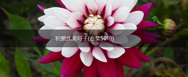 积累优美句子(合集50句),第1张