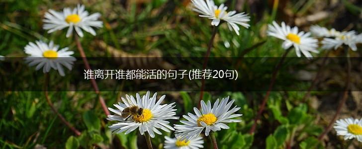 谁离开谁都能活的句子(推荐20句),第1张
