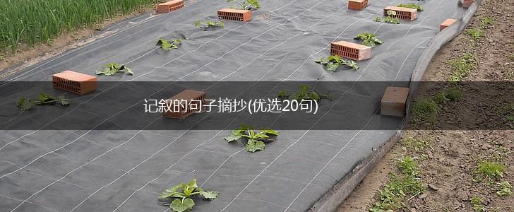 记叙的句子摘抄(优选20句),第1张
