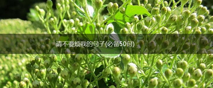 请不要烦我的句子(必备50句),第1张
