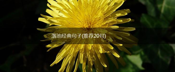 落池经典句子(推荐20句),第1张