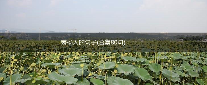 表杨人的句子(合集80句),第1张