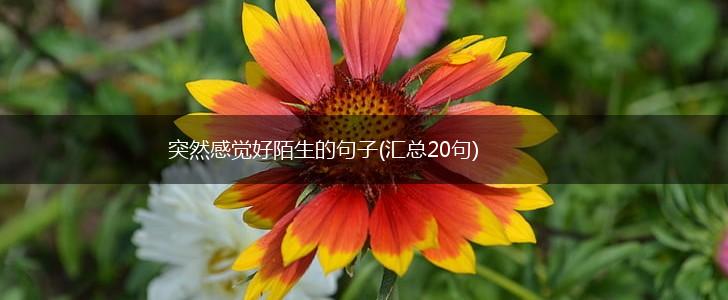 突然感觉好陌生的句子(汇总20句),第1张