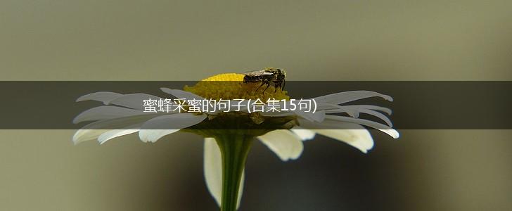 蜜蜂采蜜的句子(合集15句),第1张