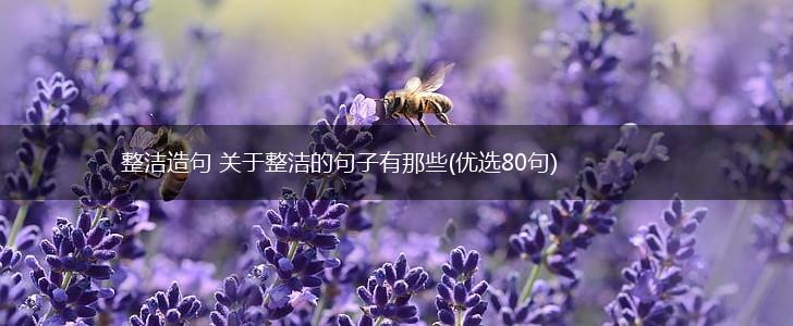 整洁造句 关于整洁的句子有那些(优选80句),第1张