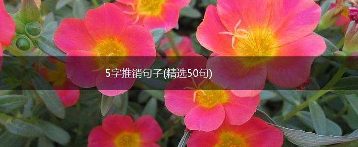 5字推销句子(精选50句),第1张