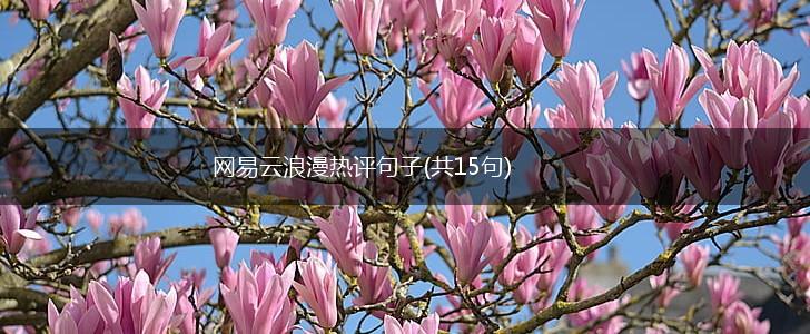 网易云浪漫热评句子(共15句),第1张