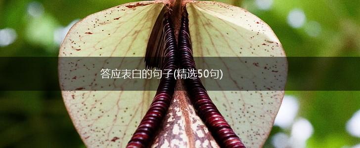 答应表白的句子(精选50句),第1张