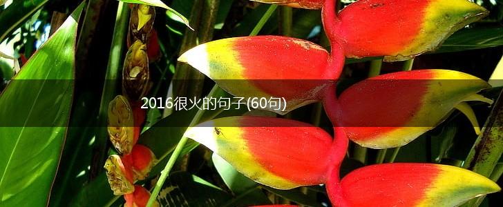 2016很火的句子(60句),第1张