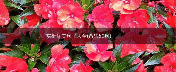 赏析优美句子大全(合集50句),第1张