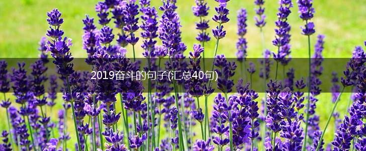 2019奋斗的句子(汇总40句),第1张