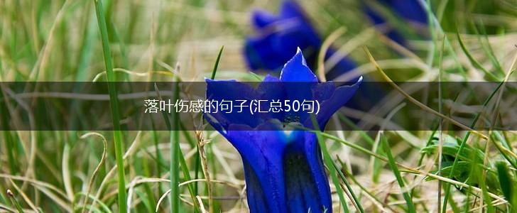 落叶伤感的句子(汇总50句),第1张