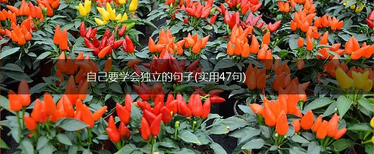 自己要学会独立的句子(实用47句),第1张