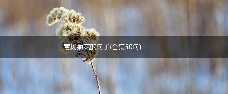赞扬菊花的句子(合集50句),第1张