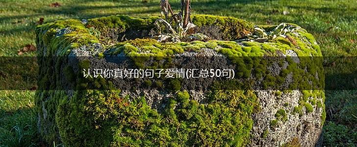 认识你真好的句子爱情(汇总50句),第1张