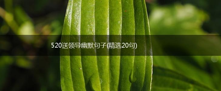 520送领导幽默句子(精选20句),第1张
