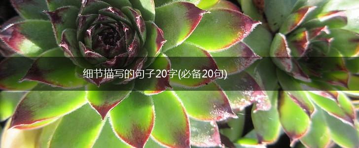 细节描写的句子20字(必备20句),第1张
