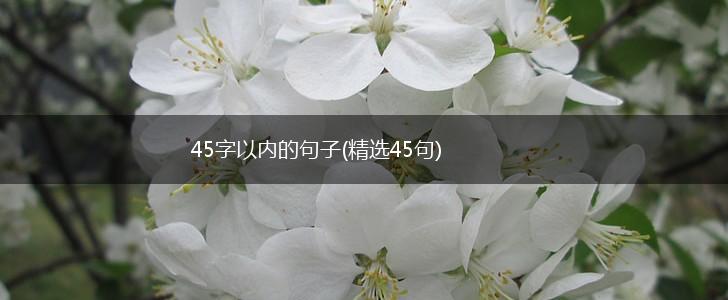 45字以内的句子(精选45句),第1张