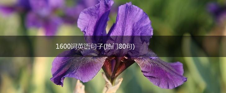 1600词英语句子(热门80句),第1张