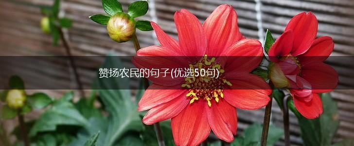 赞扬农民的句子(优选50句),第1张
