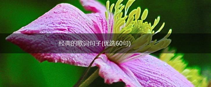 经典的歌词句子(优选60句),第1张