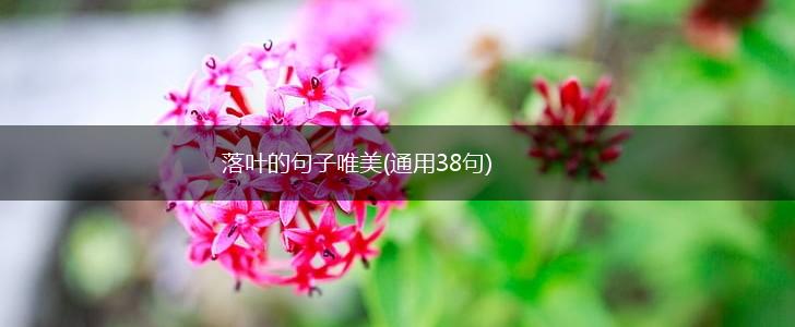 落叶的句子唯美(通用38句),第1张