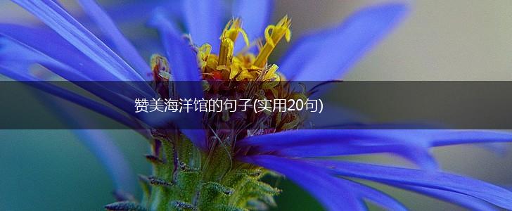 赞美海洋馆的句子(实用20句),第1张