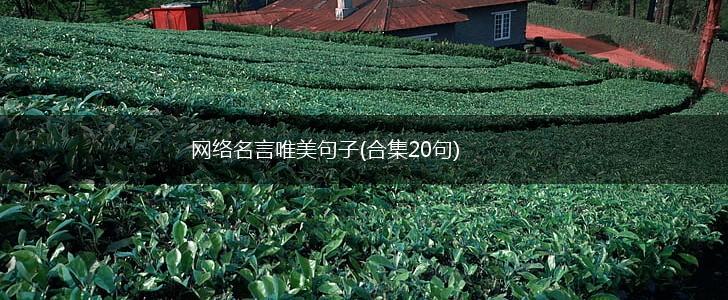 网络名言唯美句子(合集20句),第1张