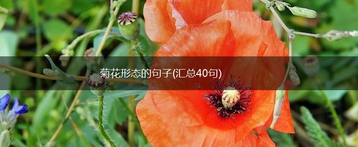 菊花形态的句子(汇总40句),第1张
