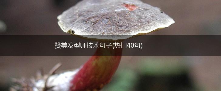赞美发型师技术句子(热门40句),第1张