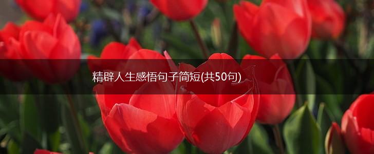 精辟人生感悟句子简短(共50句),第1张
