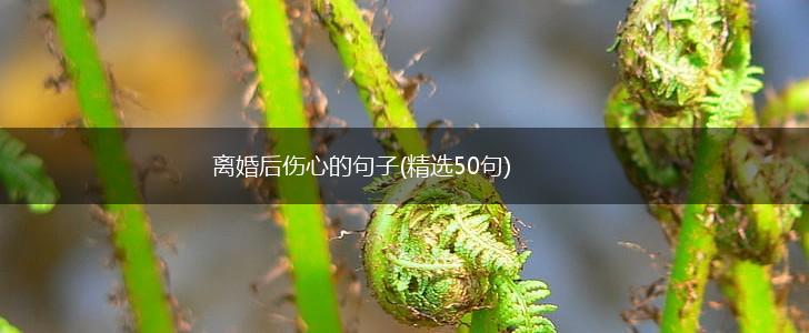 离婚后伤心的句子(精选50句),第1张
