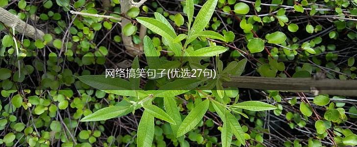 网络搞笑句子(优选27句),第1张