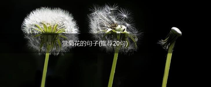 赏菊花的句子(推荐20句),第1张